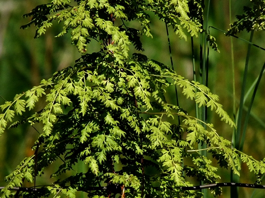 {Lygodium japonicum}